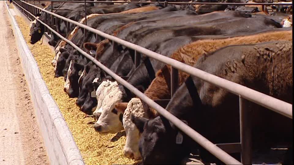 The Importance of Farmers Preparing Their Own Feed